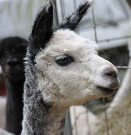 Alpaca female 3